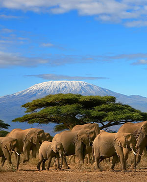 Tanzania Flights