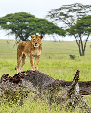 Zambia Flights
